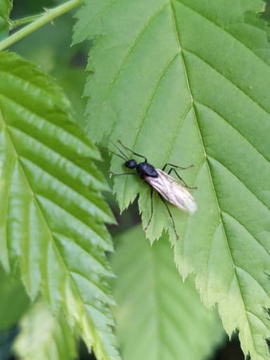 Camponotus japonicus photo 14