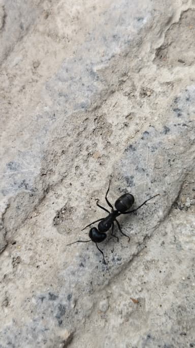 Camponotus japonicus photo 16