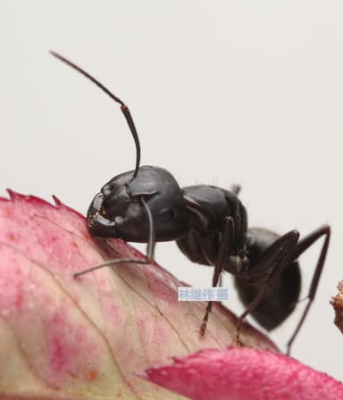 Camponotus japonicus photo 20