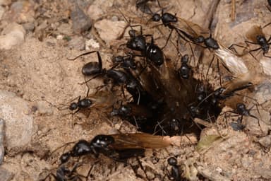 Camponotus japonicus photo 24
