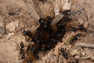 Camponotus japonicus photo 26