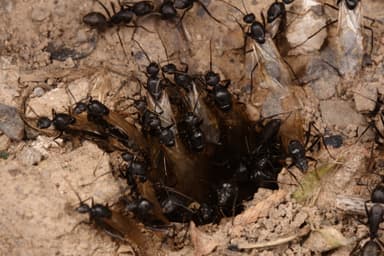 Camponotus japonicus photo 27
