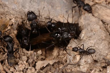 Camponotus japonicus photo 29