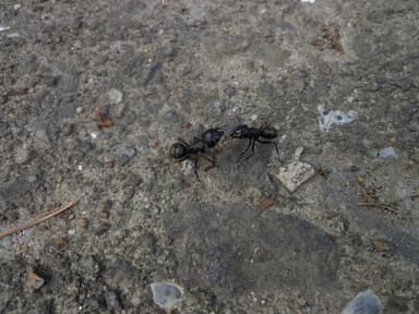 Camponotus japonicus photo 30