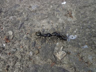 Camponotus japonicus photo 31