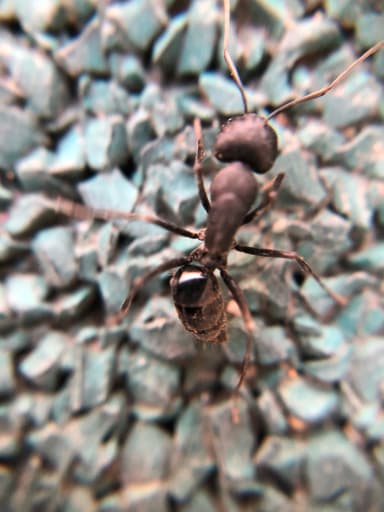 Camponotus japonicus photo 34