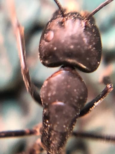 Camponotus japonicus photo 37