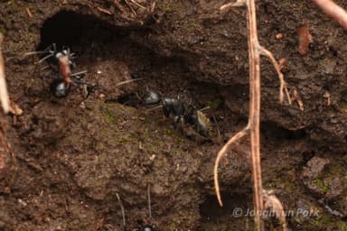 Camponotus japonicus — worker photo 38