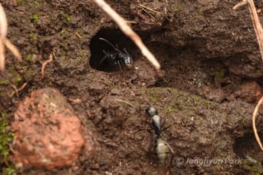 Camponotus japonicus — worker photo 39