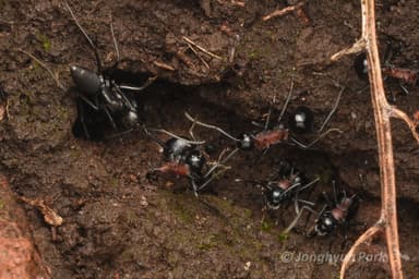 Camponotus japonicus — worker photo 40