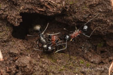 Camponotus japonicus — worker photo 41