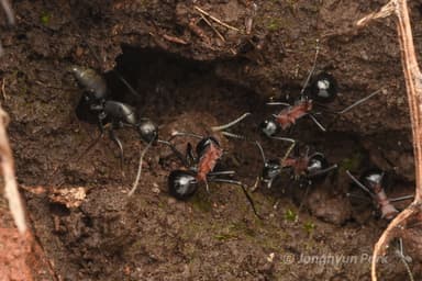 Camponotus japonicus — worker photo 42