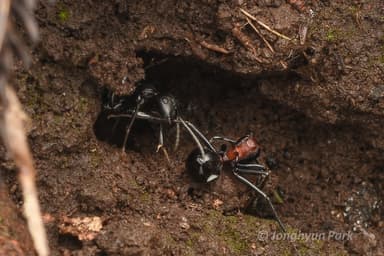Camponotus japonicus — worker photo 43