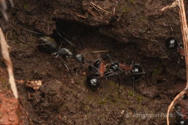 Camponotus japonicus — worker photo 44