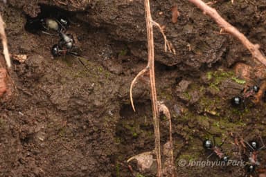 Camponotus japonicus — worker photo 45