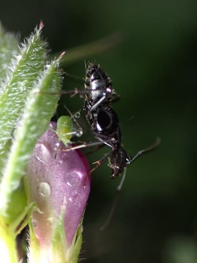 Camponotus japonicus photo 47