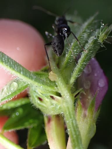 Camponotus japonicus photo 49