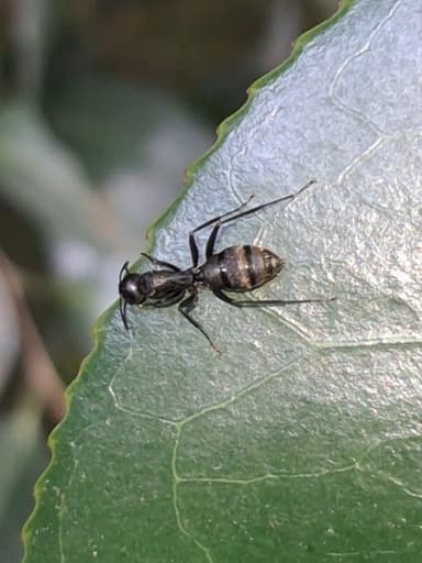 Camponotus japonicus photo 50