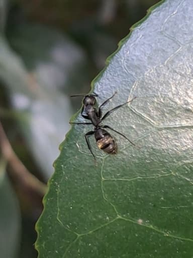 Camponotus japonicus photo 51