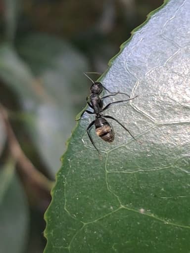 Camponotus japonicus photo 52