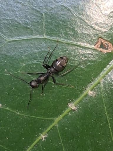 Camponotus japonicus photo 53