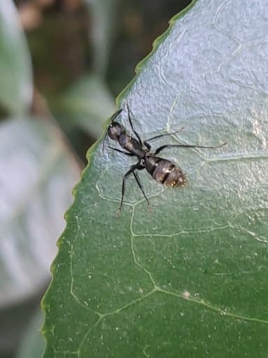 Camponotus japonicus photo 54