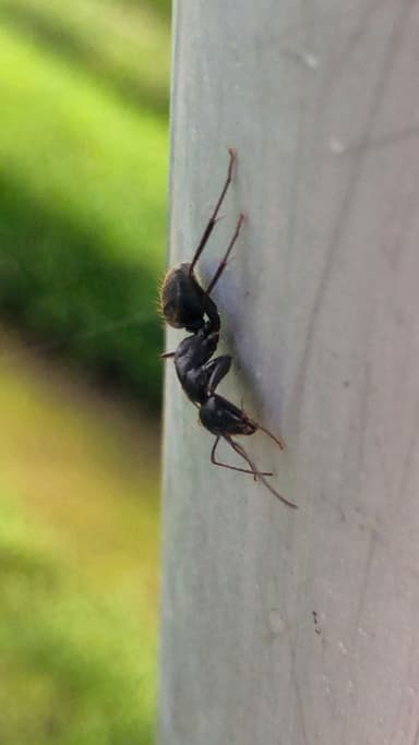 Camponotus japonicus photo 6