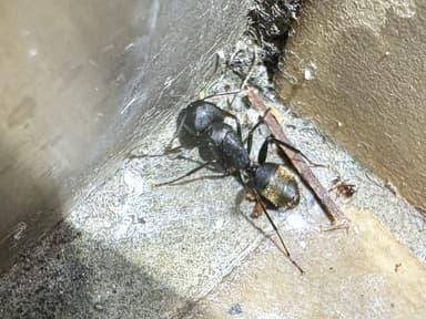 Camponotus japonicus photo 8