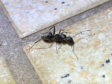 Camponotus japonicus photo 9