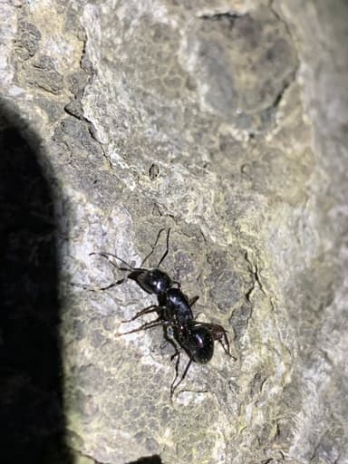 Camponotus laevigatus — worker photo 9