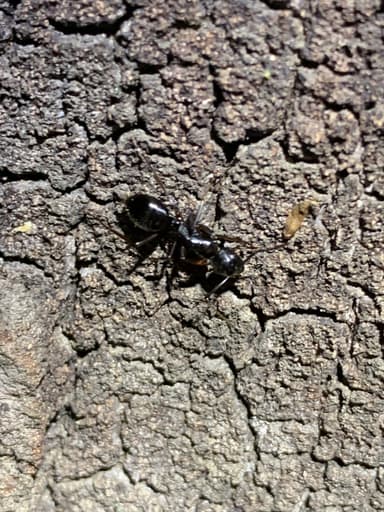 Camponotus laevigatus — worker photo 10