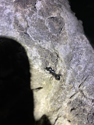 Camponotus laevigatus — worker photo 11