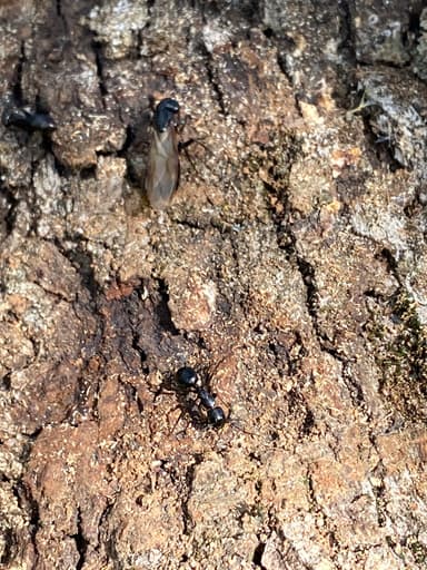 Camponotus laevigatus photo 13