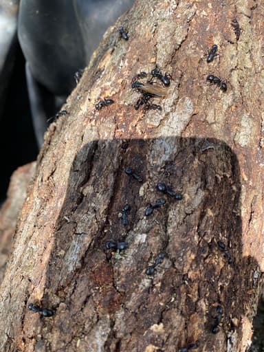 Camponotus laevigatus photo 15