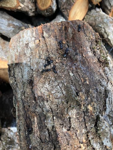 Camponotus laevigatus photo 19