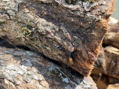 Camponotus laevigatus photo 20