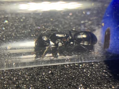 Camponotus laevigatus photo 25