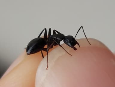Camponotus laevigatus — queen photo 26