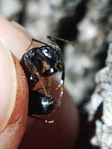 Camponotus laevigatus photo 29