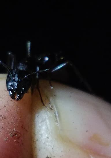Camponotus laevigatus photo 30