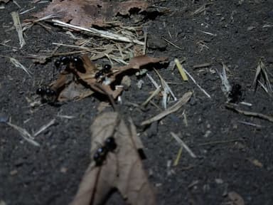 Camponotus laevigatus photo 33