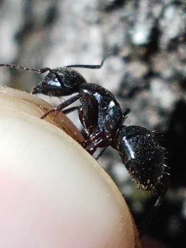 Camponotus laevigatus photo 36