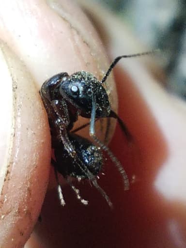 Camponotus laevigatus photo 37