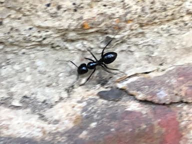 Camponotus laevigatus photo 38