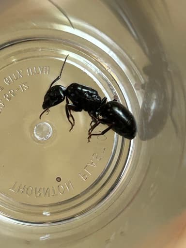 Camponotus laevigatus photo 39