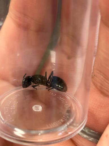 Camponotus laevigatus photo 41