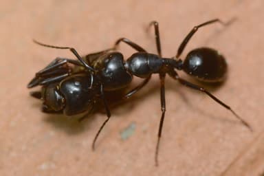 Camponotus laevigatus photo 42