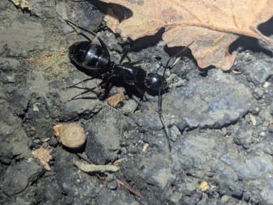 Camponotus laevigatus photo 43