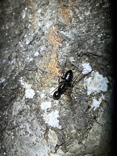 Camponotus laevigatus photo 44