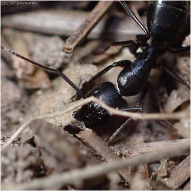 Camponotus laevigatus photo 45